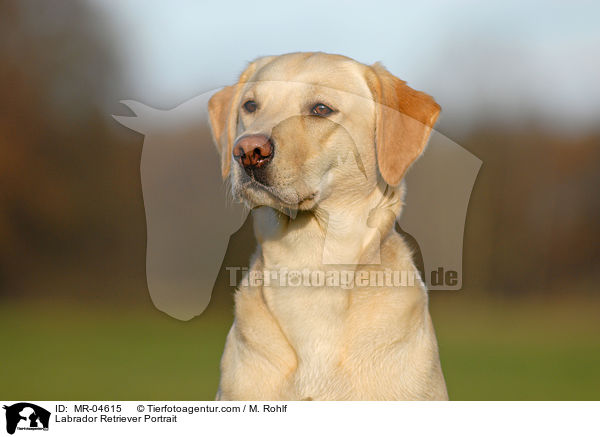 Labrador Retriever Portrait / Labrador Retriever Portrait / MR-04615