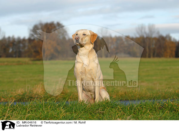 Labrador Retriever / Labrador Retriever / MR-04616