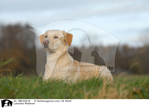 Labrador Retriever / Labrador Retriever / MR-04618