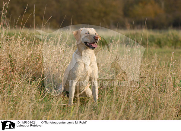 Labrador Retriever / Labrador Retriever / MR-04621