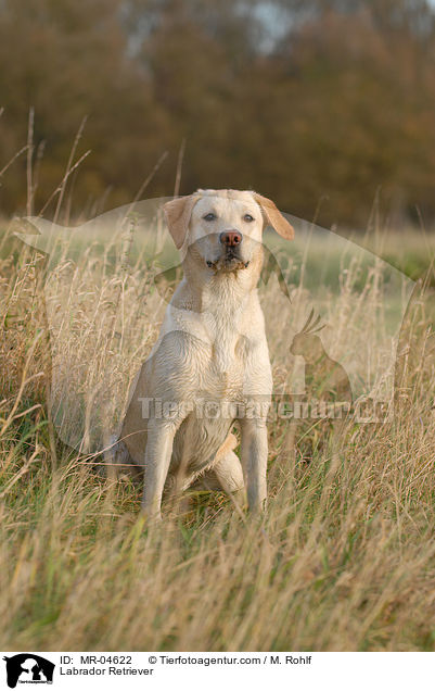Labrador Retriever / Labrador Retriever / MR-04622