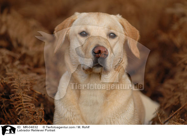 Labrador Retriever Portrait / Labrador Retriever Portrait / MR-04632