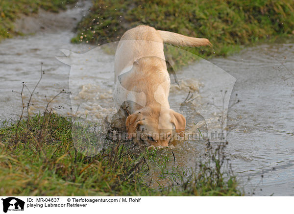 spielender Labrador Retriever / playing Labrador Retriever / MR-04637