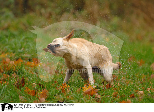 Labrador Retriever sch�ttelt sich / shaking Labrador Retriever / MR-04652