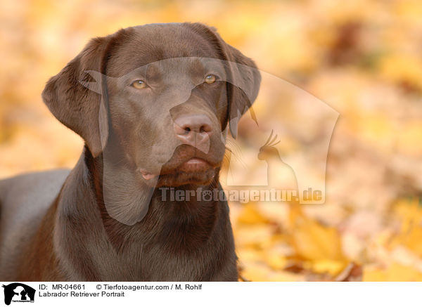 Labrador Retriever Portrait / Labrador Retriever Portrait / MR-04661