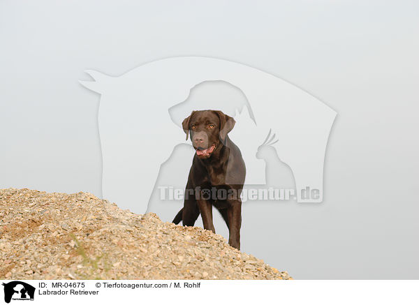 Labrador Retriever / Labrador Retriever / MR-04675