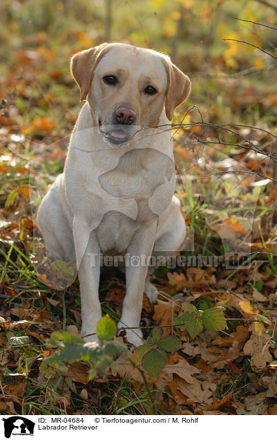 Labrador Retriever / Labrador Retriever / MR-04684