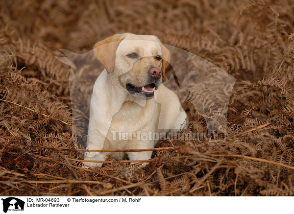 Labrador Retriever / Labrador Retriever / MR-04693