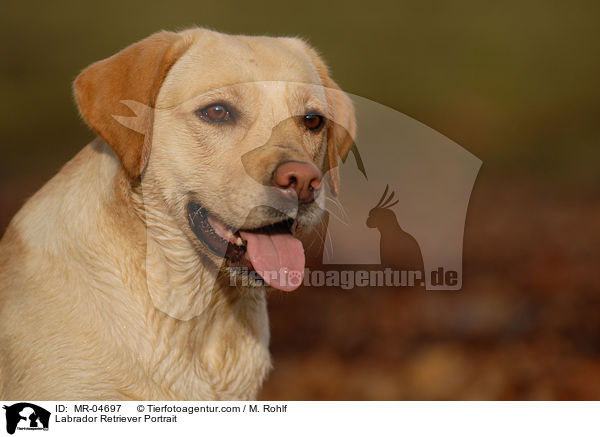 Labrador Retriever Portrait / Labrador Retriever Portrait / MR-04697