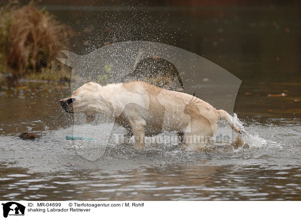 Labrador Retriever schttelt sich / shaking Labrador Retriever / MR-04699