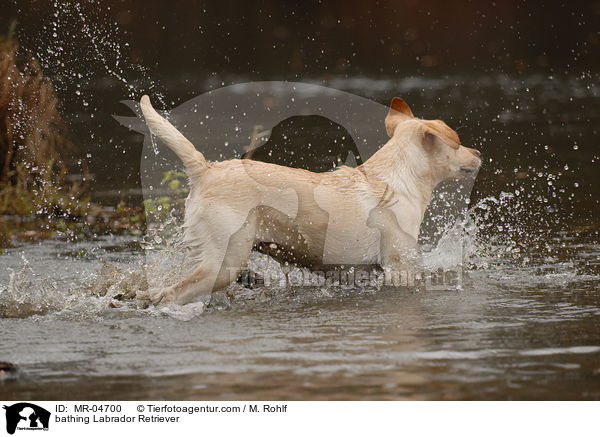 badender Labrador Retriever / bathing Labrador Retriever / MR-04700