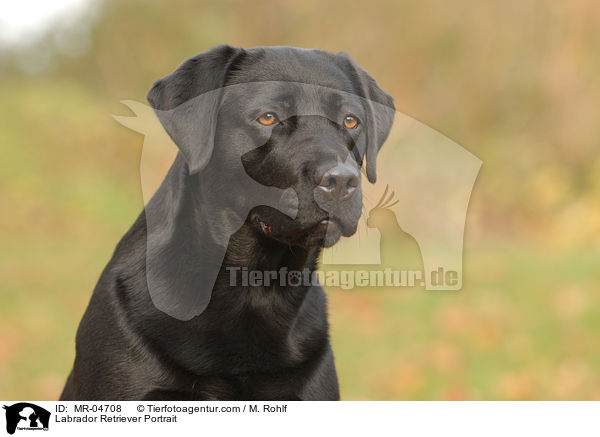 Labrador Retriever Portrait / Labrador Retriever Portrait / MR-04708