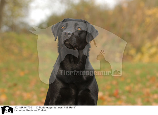 Labrador Retriever Portrait / Labrador Retriever Portrait / MR-04709