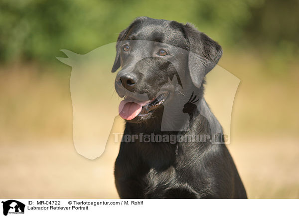 Labrador Retriever Portrait / Labrador Retriever Portrait / MR-04722