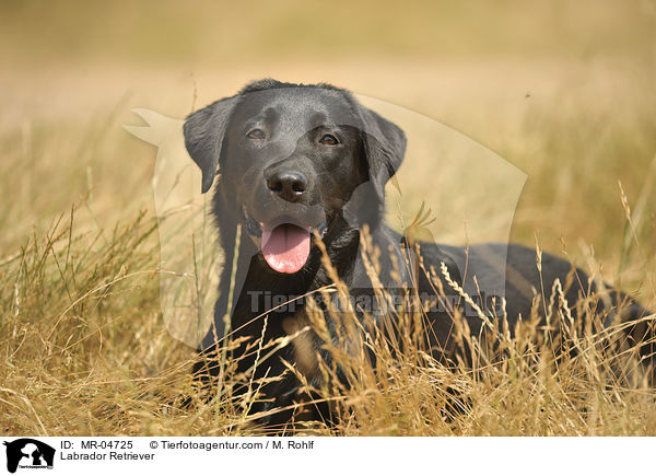 Labrador Retriever / Labrador Retriever / MR-04725