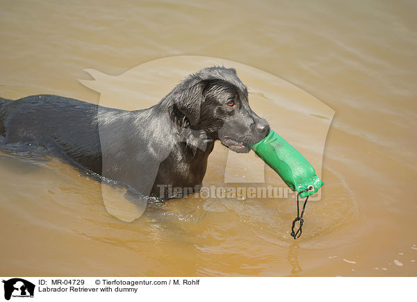 Labrador Retriever mit Dummy / Labrador Retriever with dummy / MR-04729
