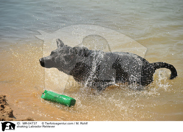 Labrador Retriever sch�ttelt sich / shaking Labrador Retriever / MR-04737