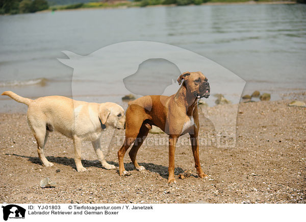 Labrador Retriever und Deutscher Boxer / Labrador Retriever and German Boxer / YJ-01803