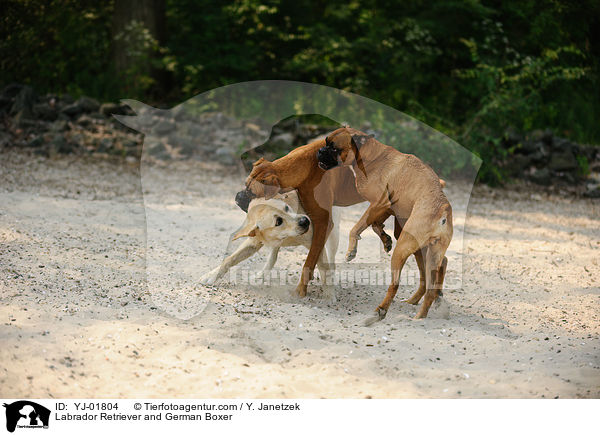 Labrador Retriever und Deutscher Boxer / Labrador Retriever and German Boxer / YJ-01804