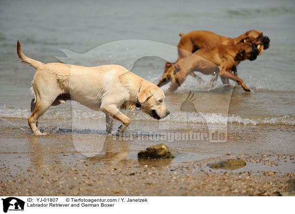 Labrador Retriever und Deutscher Boxer / Labrador Retriever and German Boxer / YJ-01807