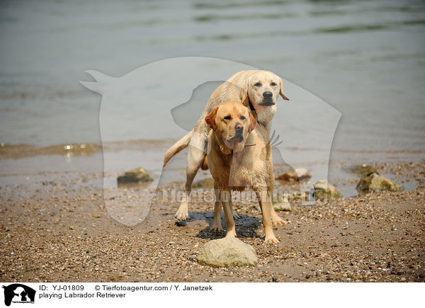 spielende Labrador Retriever / playing Labrador Retriever / YJ-01809