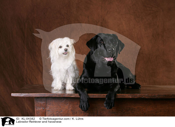 Labrador Retriever und Havaneser / Labrador Retriever and havanese / KL-04382