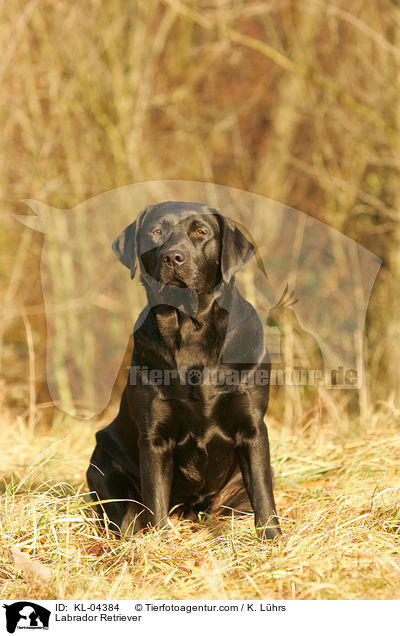 Labrador Retriever / Labrador Retriever / KL-04384