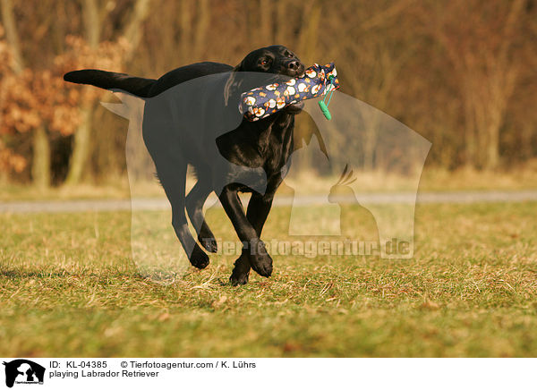 spielender Labrador Retriever / playing Labrador Retriever / KL-04385