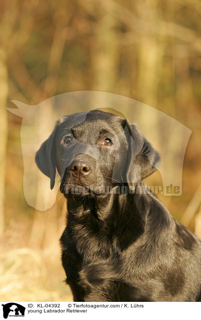 junger Labrador Retriever / young Labrador Retriever / KL-04392