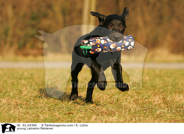 junger Labrador Retriever / young Labrador Retriever / KL-04394