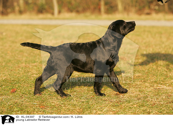 junger Labrador Retriever / young Labrador Retriever / KL-04397