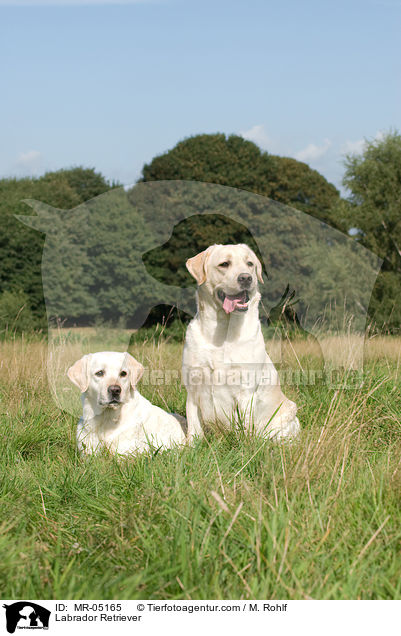 Labrador Retriever / Labrador Retriever / MR-05165