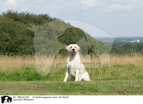 Labrador Retriever / Labrador Retriever / MR-05169