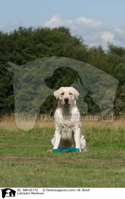 Labrador Retriever / Labrador Retriever / MR-05172