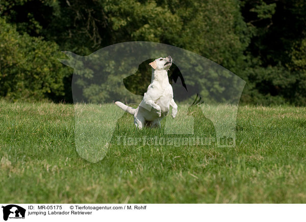 springender Labrador Retriever / jumping Labrador Retriever / MR-05175