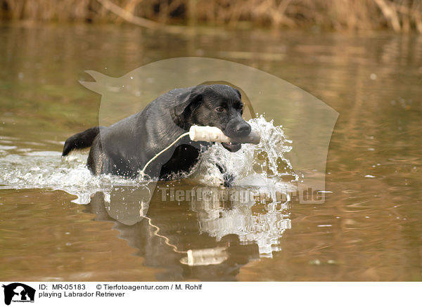 spielender Labrador Retriever / playing Labrador Retriever / MR-05183