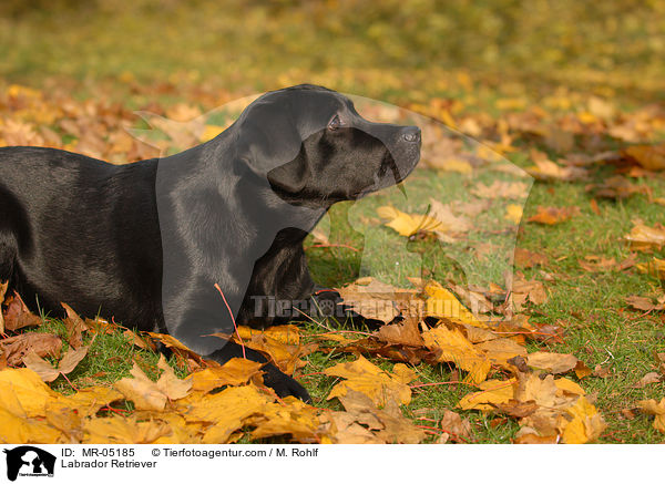 Labrador Retriever / Labrador Retriever / MR-05185