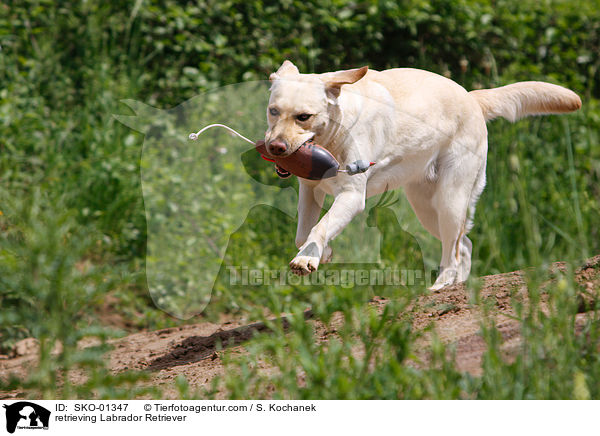 apportierender Labrador Retriever / retrieving Labrador Retriever / SKO-01347