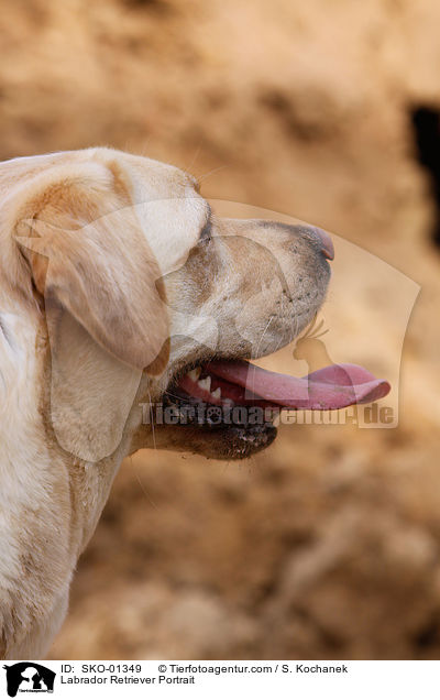 Labrador Retriever Portrait / Labrador Retriever Portrait / SKO-01349