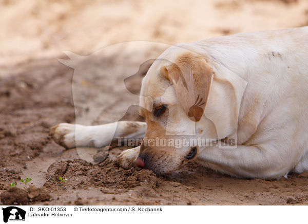 Labrador Retriever / Labrador Retriever / SKO-01353