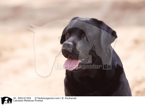 Labrador Retriever Portrait / Labrador Retriever Portrait / SKO-01354