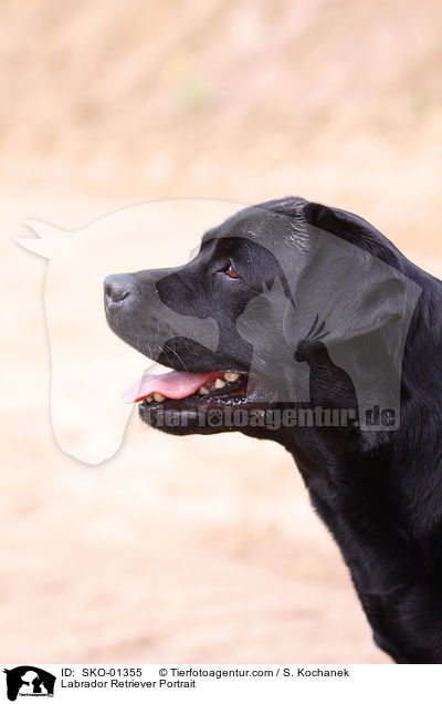 Labrador Retriever Portrait / Labrador Retriever Portrait / SKO-01355