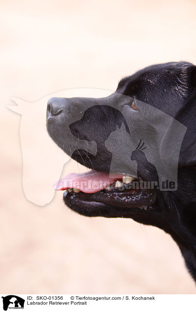 Labrador Retriever Portrait / Labrador Retriever Portrait / SKO-01356