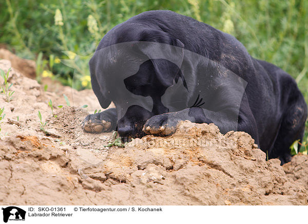 Labrador Retriever / Labrador Retriever / SKO-01361