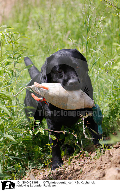 apportierender Labrador Retriever / retrieving Labrador Retriever / SKO-01368