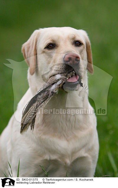 apportierender Labrador Retriever / retrieving Labrador Retriever / SKO-01375