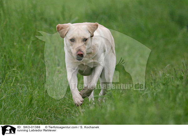 rennender Labrador Retriever / running Labrador Retriever / SKO-01388