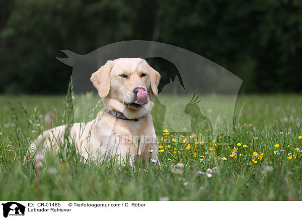 Labrador Retriever / Labrador Retriever / CR-01485