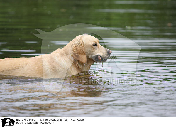 badender Labrador Retriever / bathing Labrador Retriever / CR-01490
