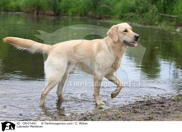 Labrador Retriever / Labrador Retriever / CR-01491